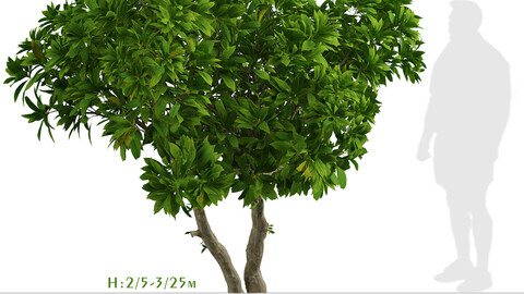 Set of Frangipani Trees (Plumeria) (4 Trees)