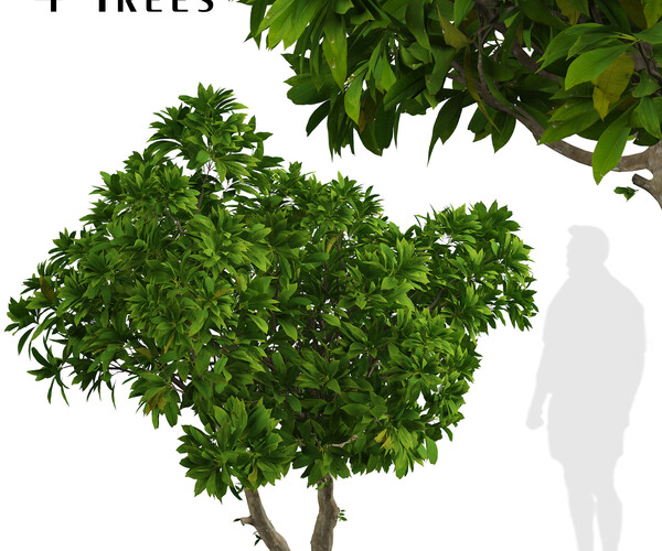 ArtStation - Set of Frangipani Trees (Plumeria) (4 Trees) | Resources