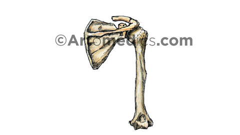 Scapula and Humerus (Posterior view)