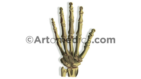 Hand Bones (anterior view)