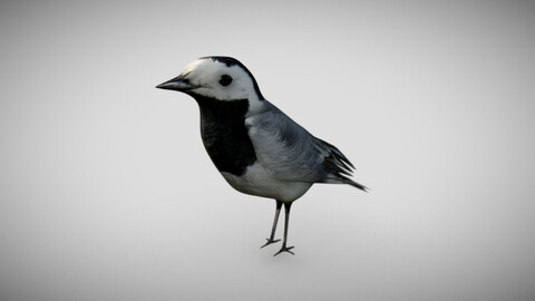 Wagtail - Bird with Animations