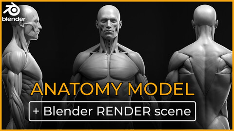 Anatomy male ecorche + RENDER SCENE