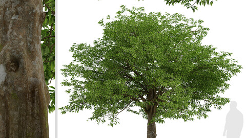 American Hornbeam Tree (Carpinus caroliniana) (1 Tree)