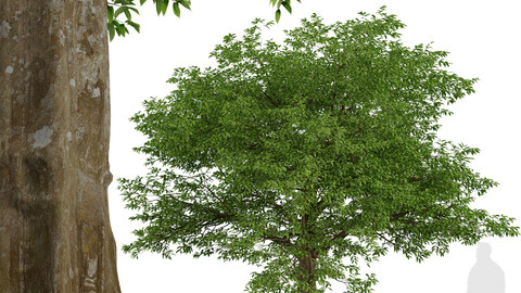 American Hornbeam Tree (Carpinus caroliniana) (1 Tree)