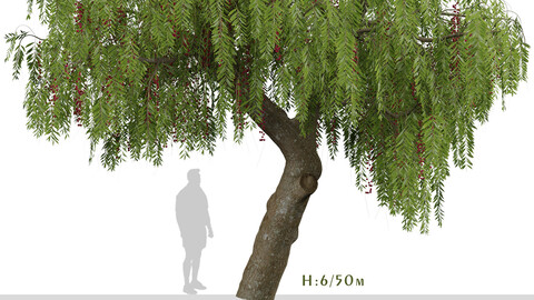 Schinus molle Tree (Pink Peppercorn) (1 Tree)