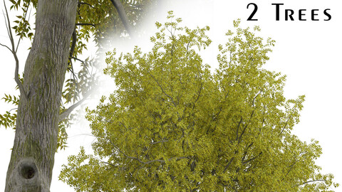 Set of Arizona ash Trees (Fraxinus velutina) (2 Trees)