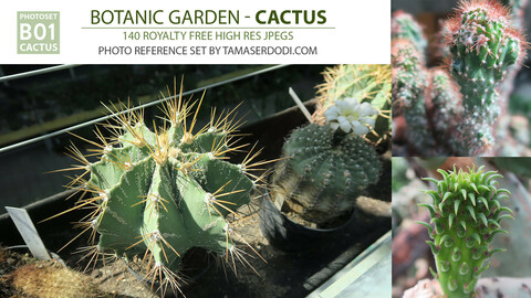 B01 Botanic Garden - Cactus