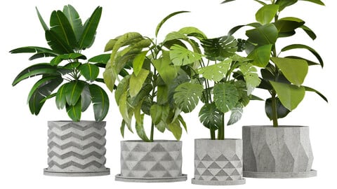 Set of Plants in Concerete Pots (4 Plants) (Set-001)