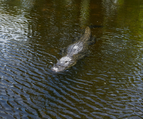 Artstation Alligators Resources