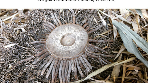 Nature Closeshots and Textures Refpack