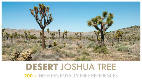 JOSHUA TREE DESERT