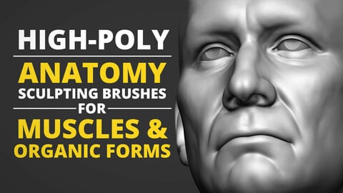 Anatomy Sculpting Brushes - Muscle & Organic Forms
