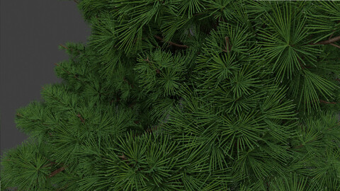 tree spruce 3d model 3D model