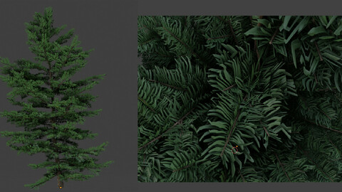 tree fir plant 3d model 3D model
