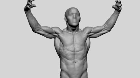 Male Torso Printable 02