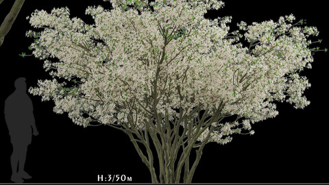 Amelanchier Lamarckii Tree (Juneberry) (1 Tree)