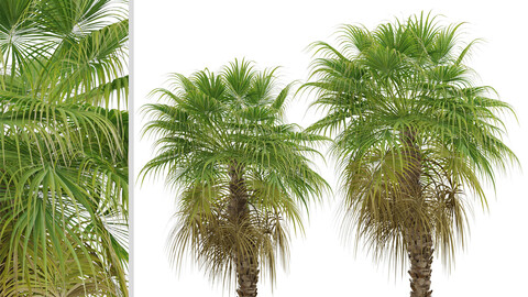 Set of Chinese Fan Palm Trees (Livistona chinensis) (2 Trees)