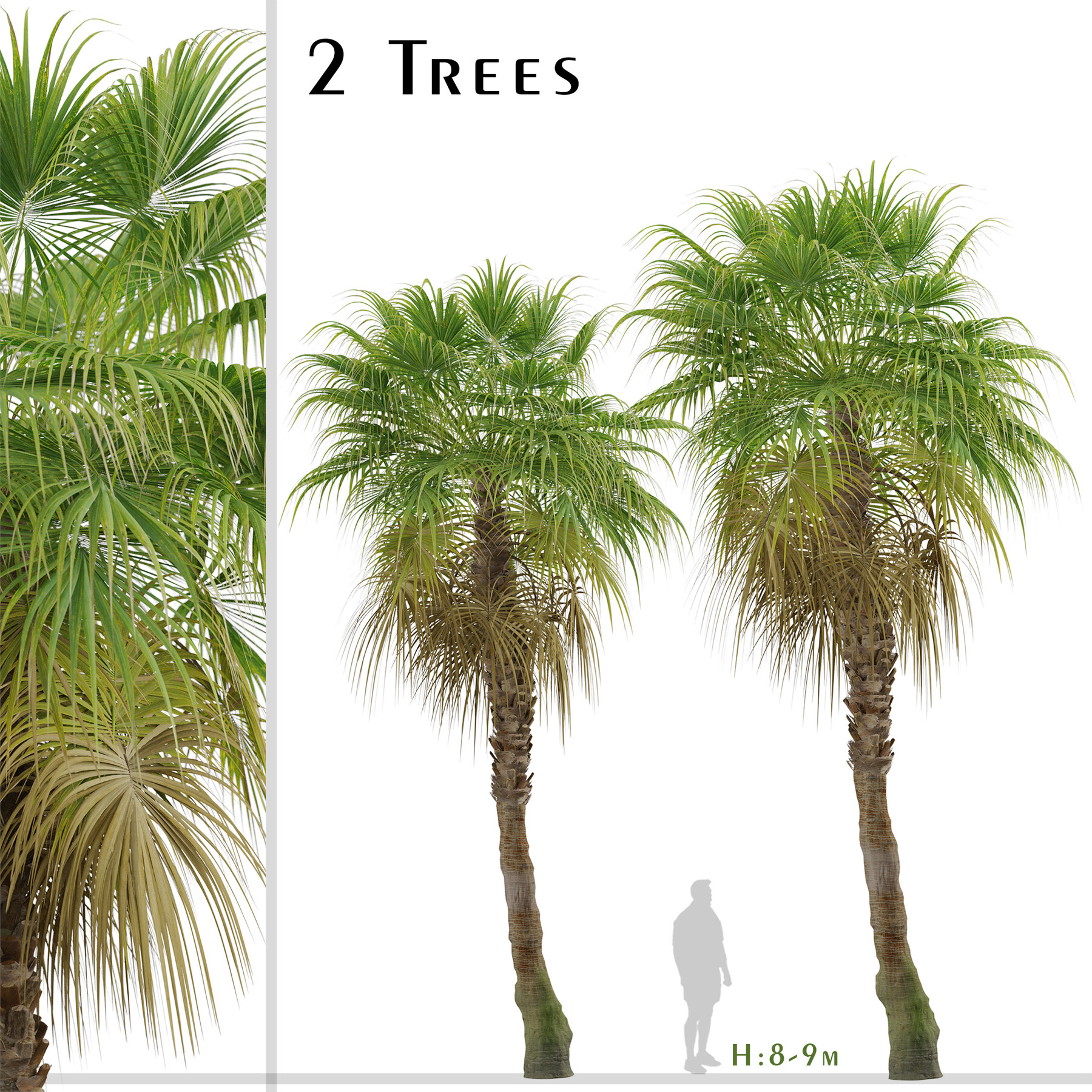 ArtStation Set of Chinese Fan Palm Trees (Livistona chinensis) (2 Trees) Resources