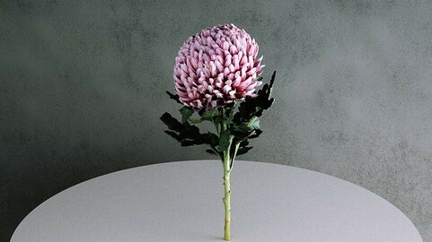 Chrysanthemum (Pink) Dendratherma Morifolium Flower [3d Scan Model: Plants / Flowers]