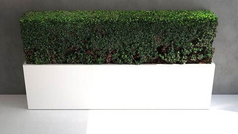 Buxus Sinica Hedge [3d Scan Model: Plants / Hedges / Shrubs]