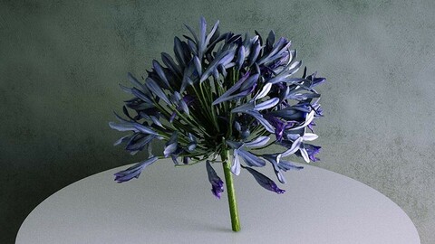 Agapanthus Africanus Flower - Purple 02 [3d Scan Model: Plants / Flowers]