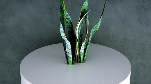 Grass / Groundcover (Sansevieria / Dracaena Trifasciata) [3d Scan Model: Plants / Grasses]
