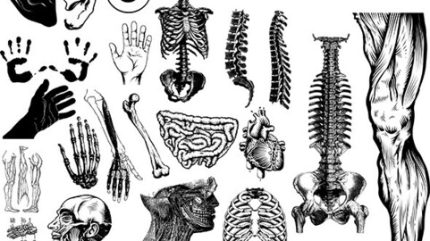 Anatomy Vector Package