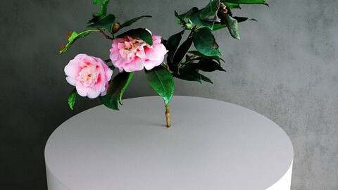 Camellia Japonica Twig 02 with Pink Flowers [3d Scan Model: Plants / Flowers]