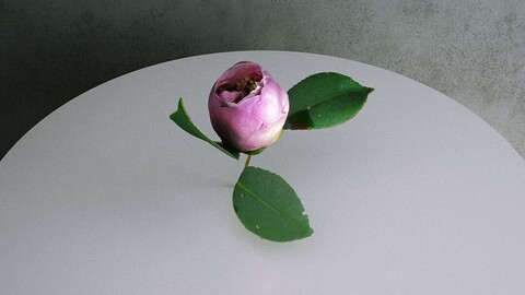 Camellia Japonica Twig 07 with Pink Bud Flower [3d Scan Model: Plants / Flowers]