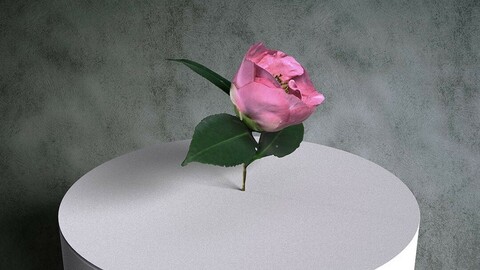 Camellia Japonica Twig 09 with Pink Flower [3d Scan Model: Plants / Flowers]