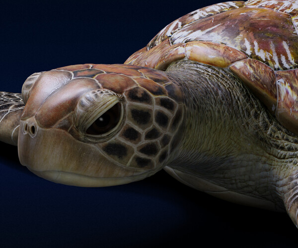 ArtStation - 3D Animal | Green Sea Turtle Animated | Resources