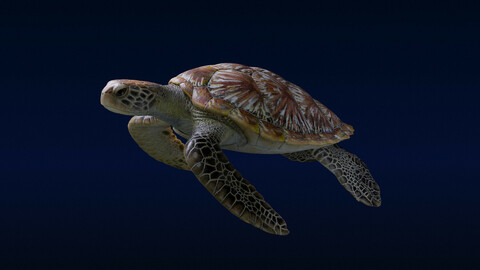 Green sea turtle_CheloniaMydas