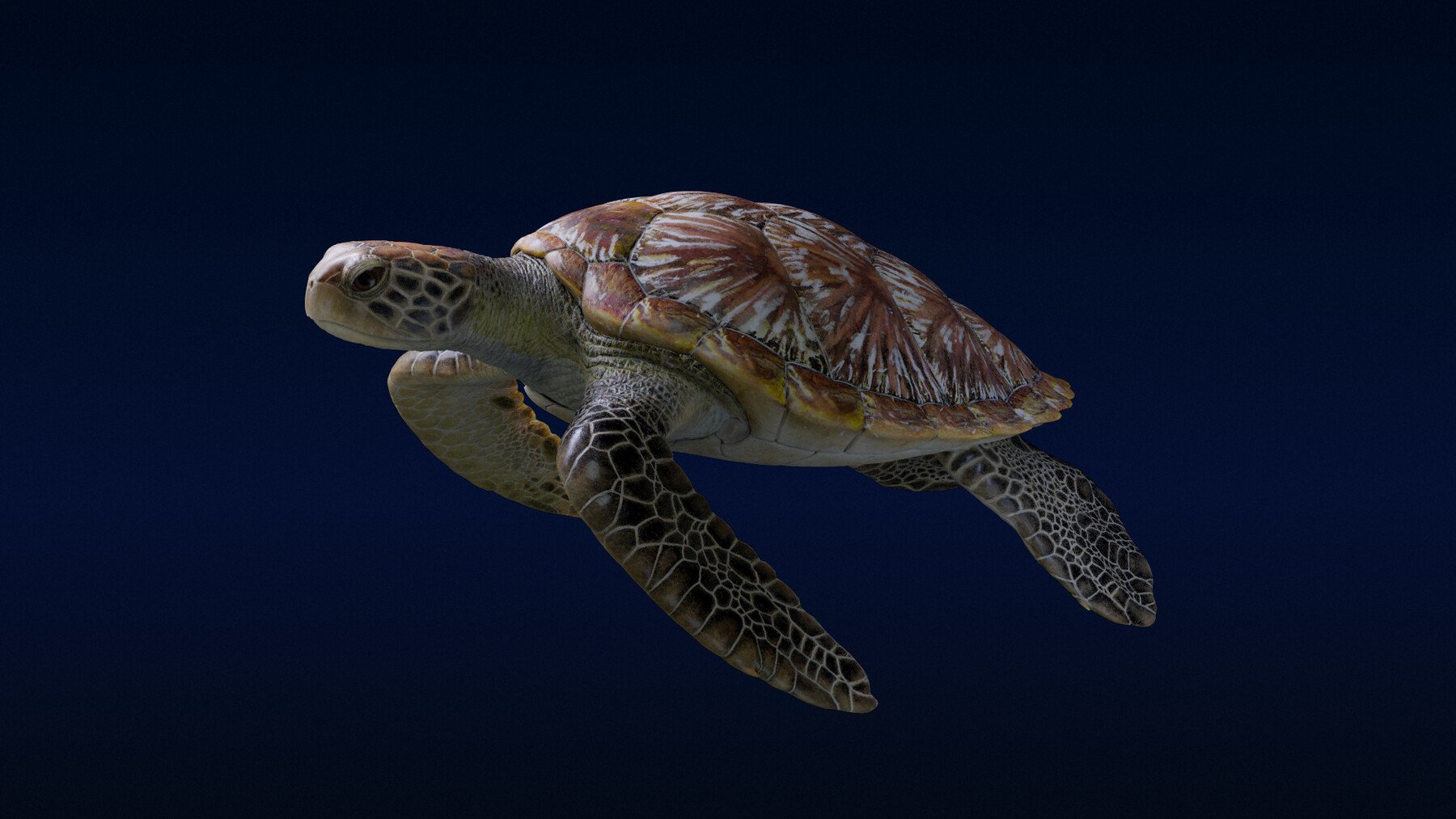 animated sea turtles