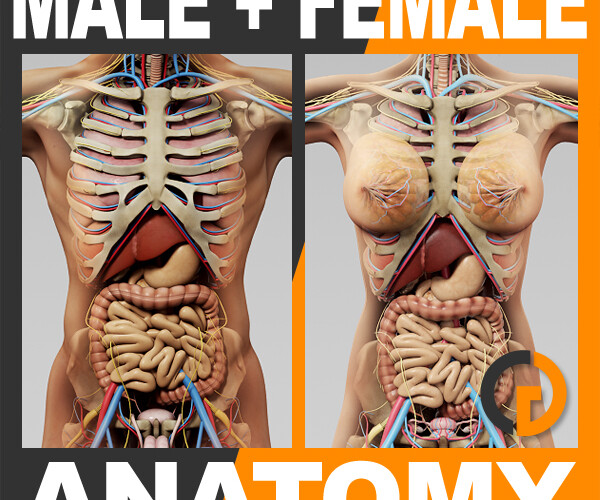 ArtStation - Human Male and Female Anatomy - Body, Skeleton and
