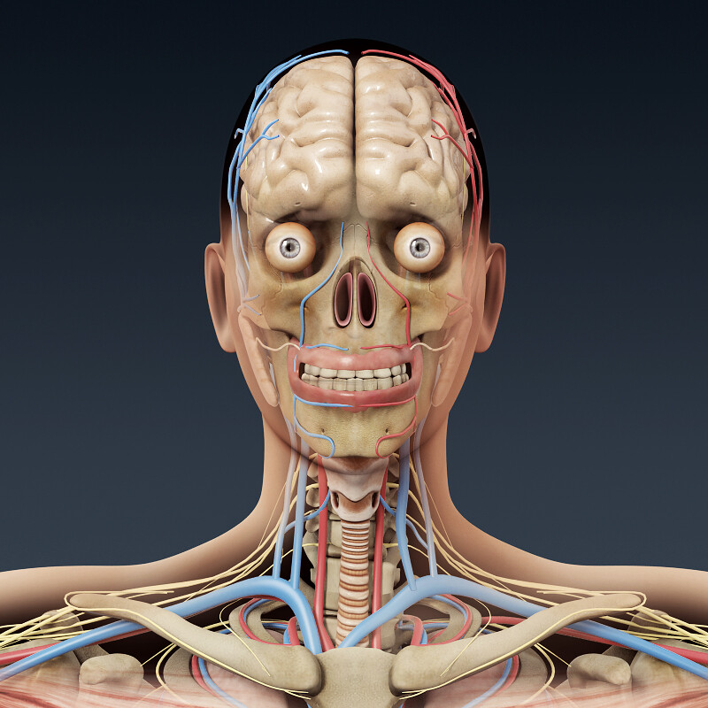 ArtStation - Human Male and Female Anatomy - Body, Skeleton and
