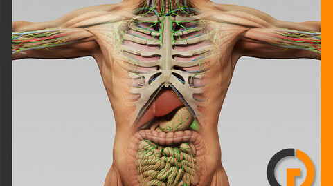 Human Male Anatomy - Body, Muscles, Skeleton, Internal Organs and Lymphatic