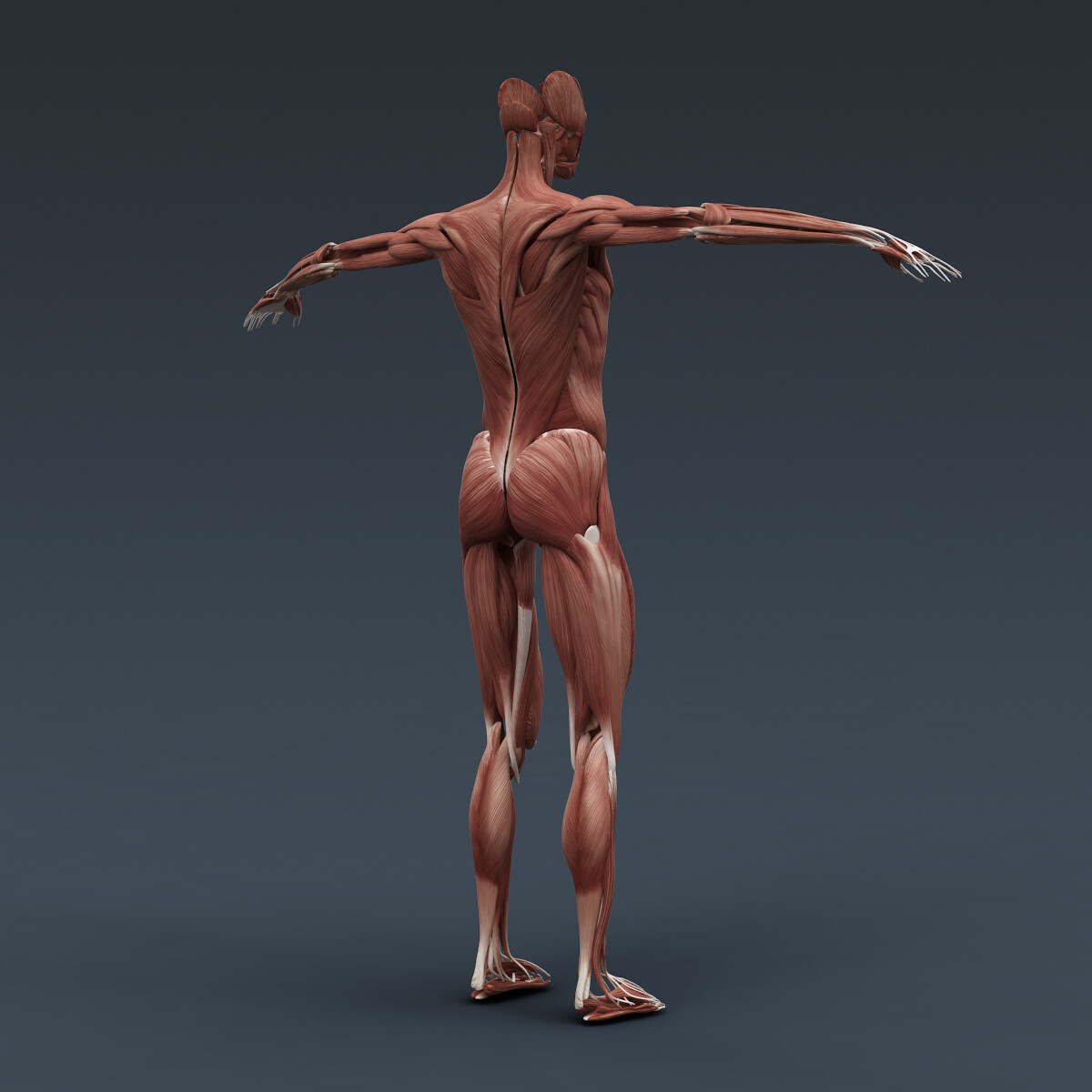 Anatomy 3d РјС‹С€С†С‹