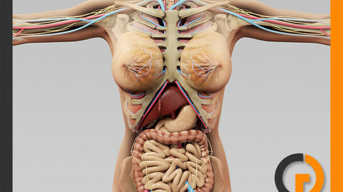 Human Female Anatomy - Body, Skeleton and Internal Organs