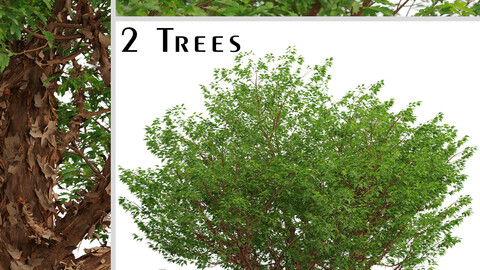 Set of Paperbark Maple Trees (Acer Griseum) (2 Trees)
