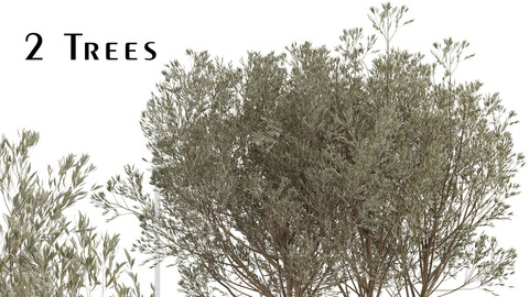 Set of Acacia Aneura Trees (True Mulga) (2 Trees)