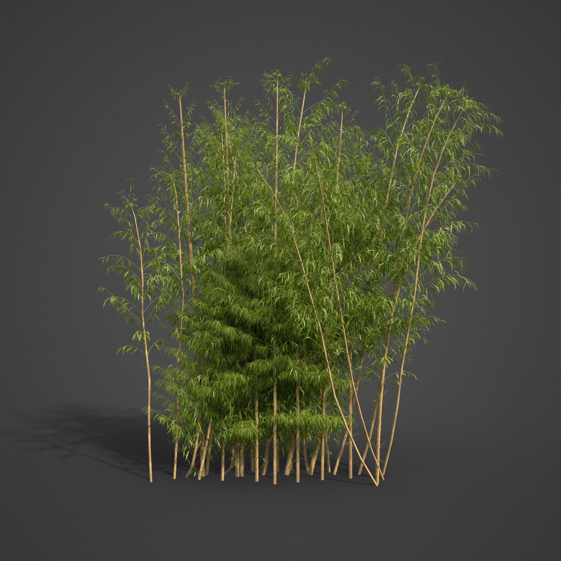 ArtStation - 2021 PBR Xfrog Golden Bamboo Collection (Bambusa Vulgaris ...