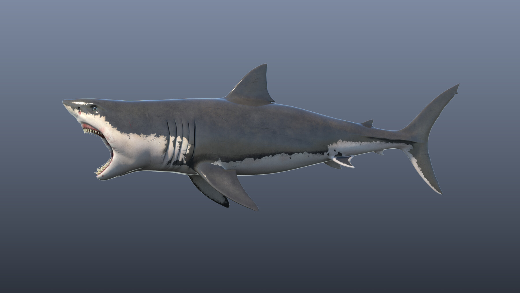 Great White Shark Model (Blender) by ScorchingKami on DeviantArt