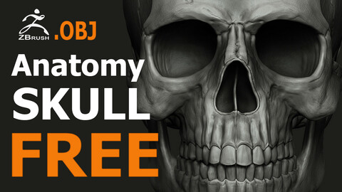 Anatomy Skull 3d model for study