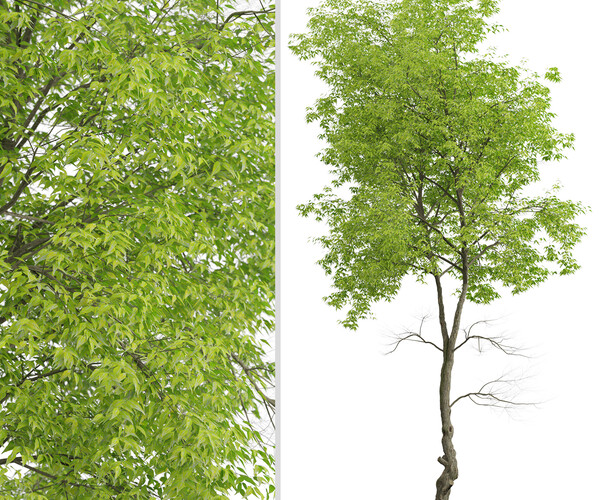 ArtStation Set of White ash Trees (Fraxinus americana) (2 Trees
