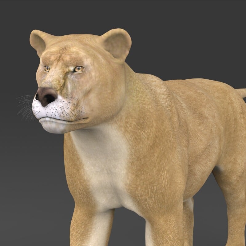 3d zoo. Lioness модель. Зоопарк 3д модель. Wild Лев 3d model. Московский зоопарк модель 3d.