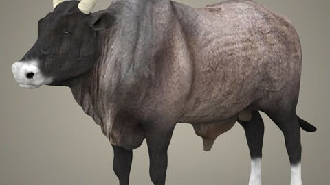 Realistic Ox 3D Model