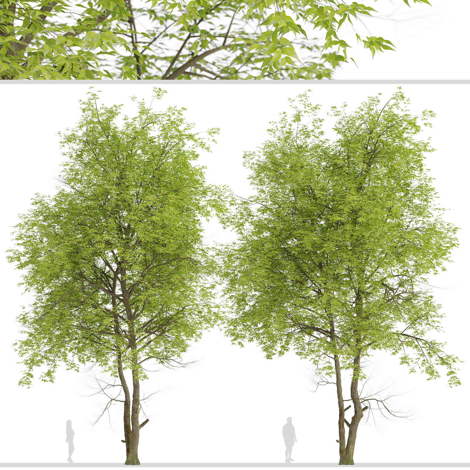 ArtStation - Set of Pampkin ash Trees (Fraxinus profunda) (2 Trees ...