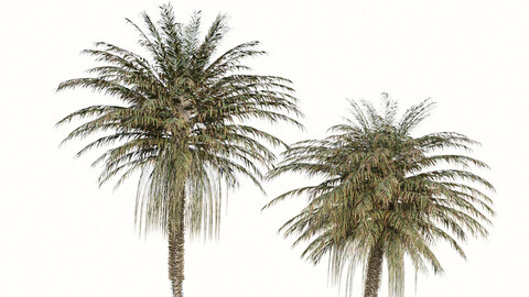 Set of Coconut Palm Trees (Cocos nucifera) (2 Trees)