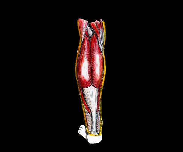 ArtStation - Gastrocnemius Muscles (Posterior) | Artworks