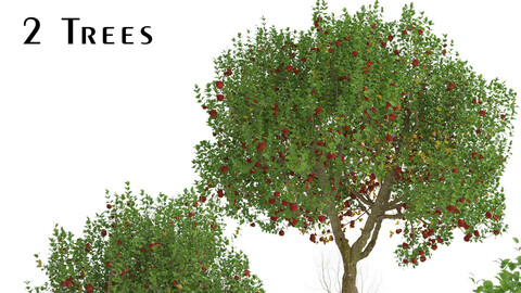 Set of Apple Trees (Malus domestica) (2 Trees)